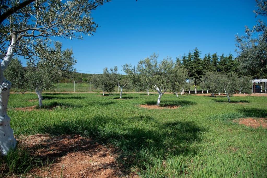 Olivo Apartment Alexandroupoli